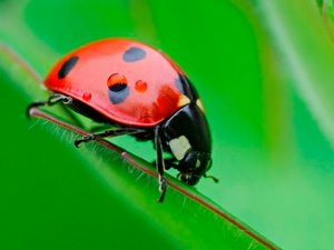 Ladybug Match3 Puzzle Game